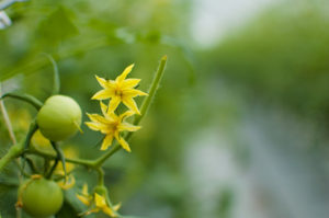 tomato_flower